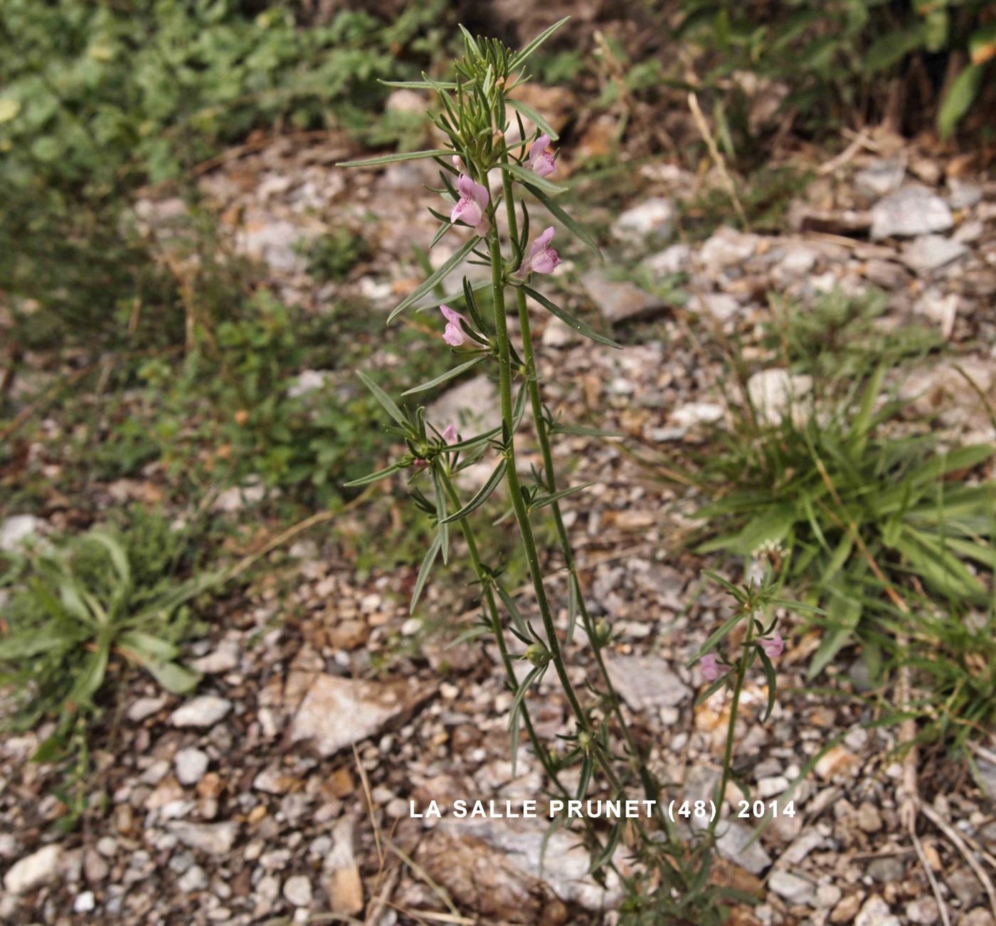 Weasel's Snout plant